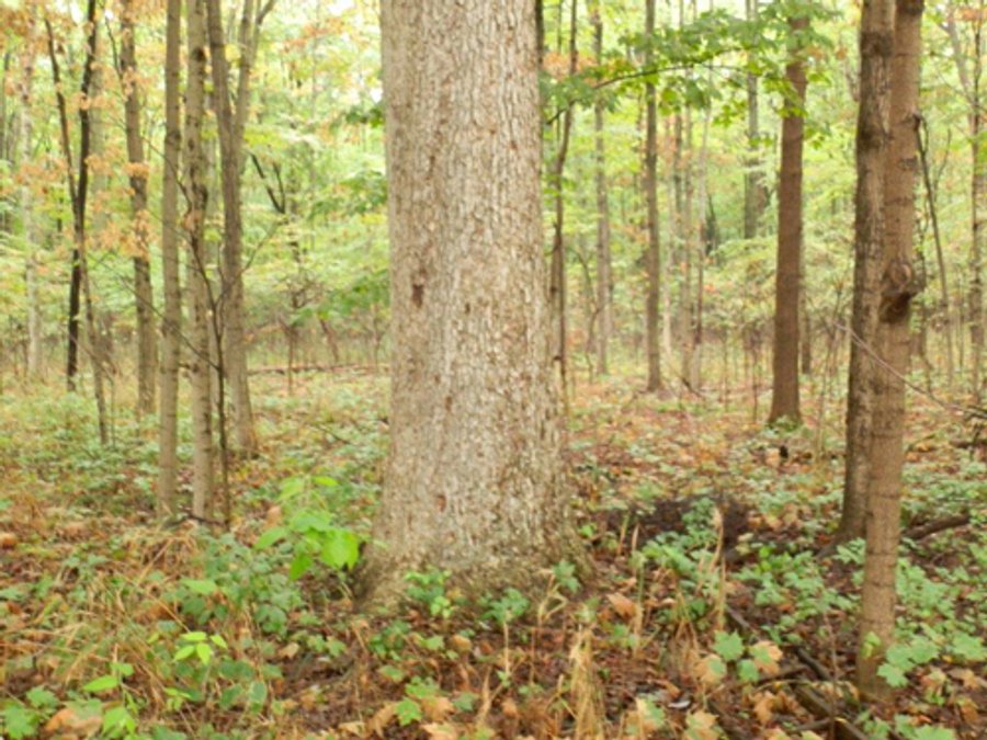 87.58 +/- Acre Land Auction